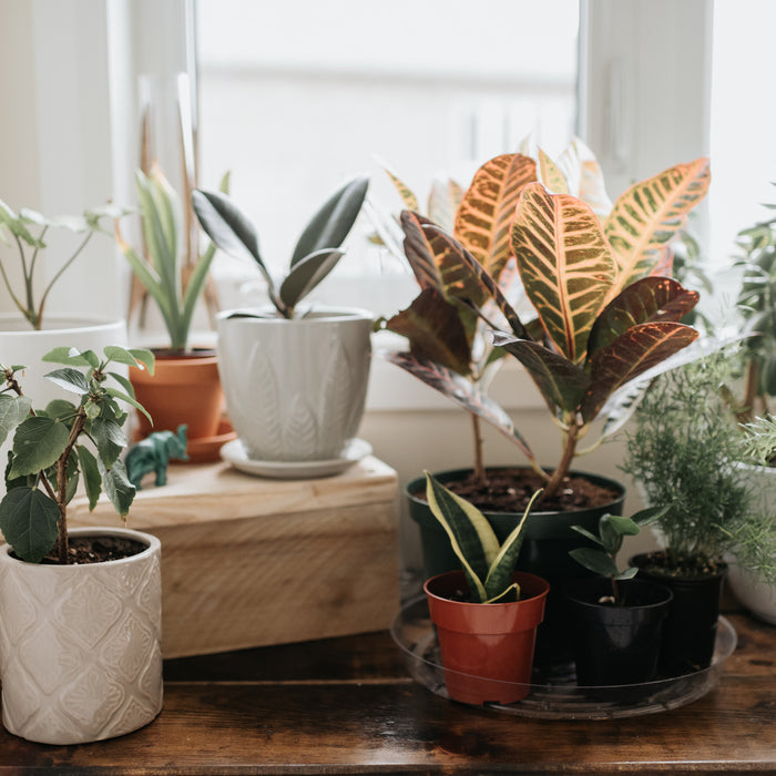 Why Indoor Plants Make You Feel Better?