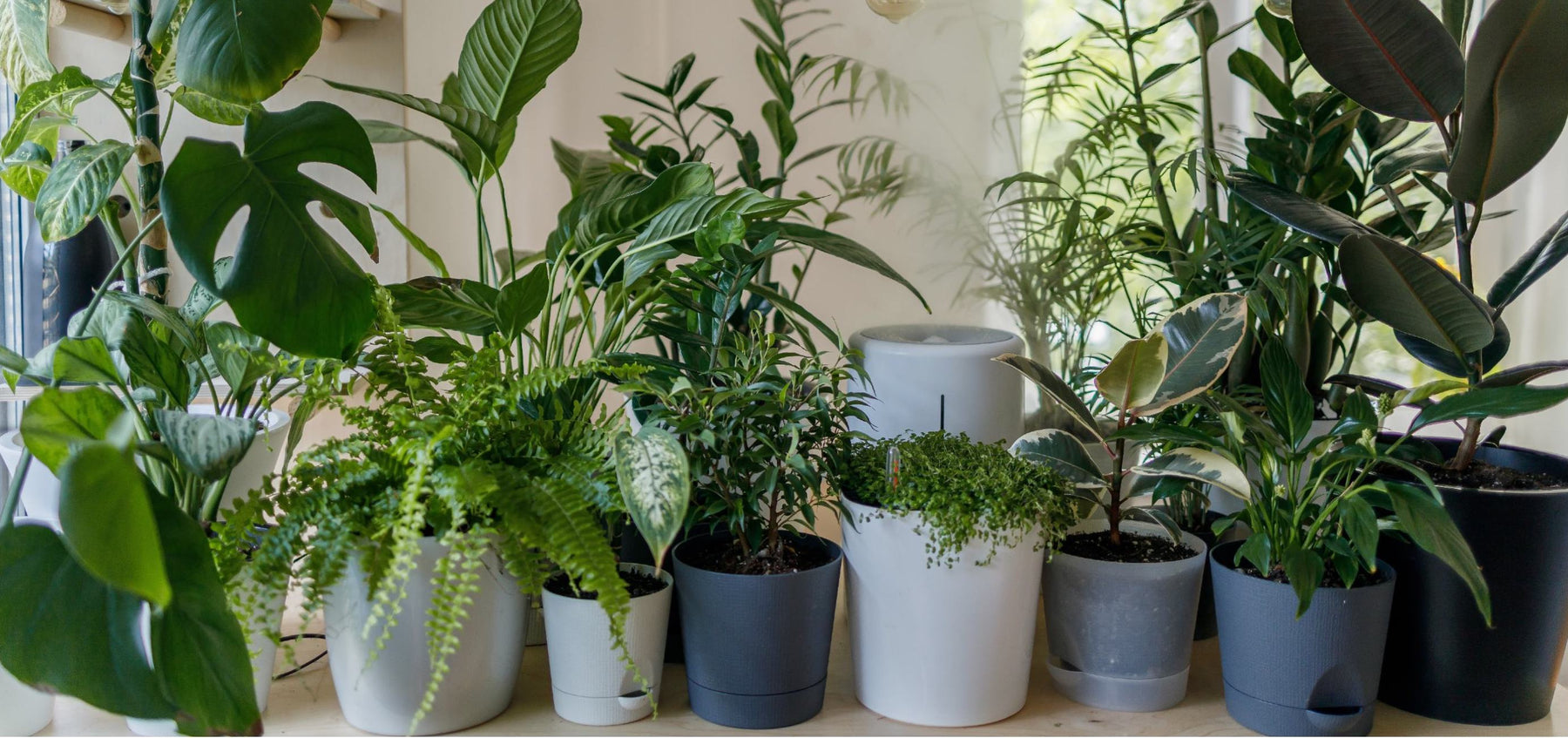 nasa plants