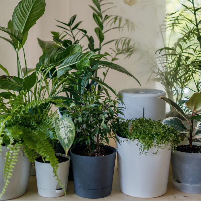 nasa plants