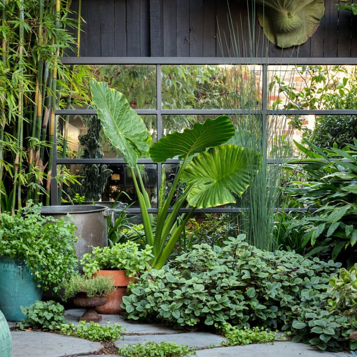 A to Z of Winter Gardening- Everything You Need To Know