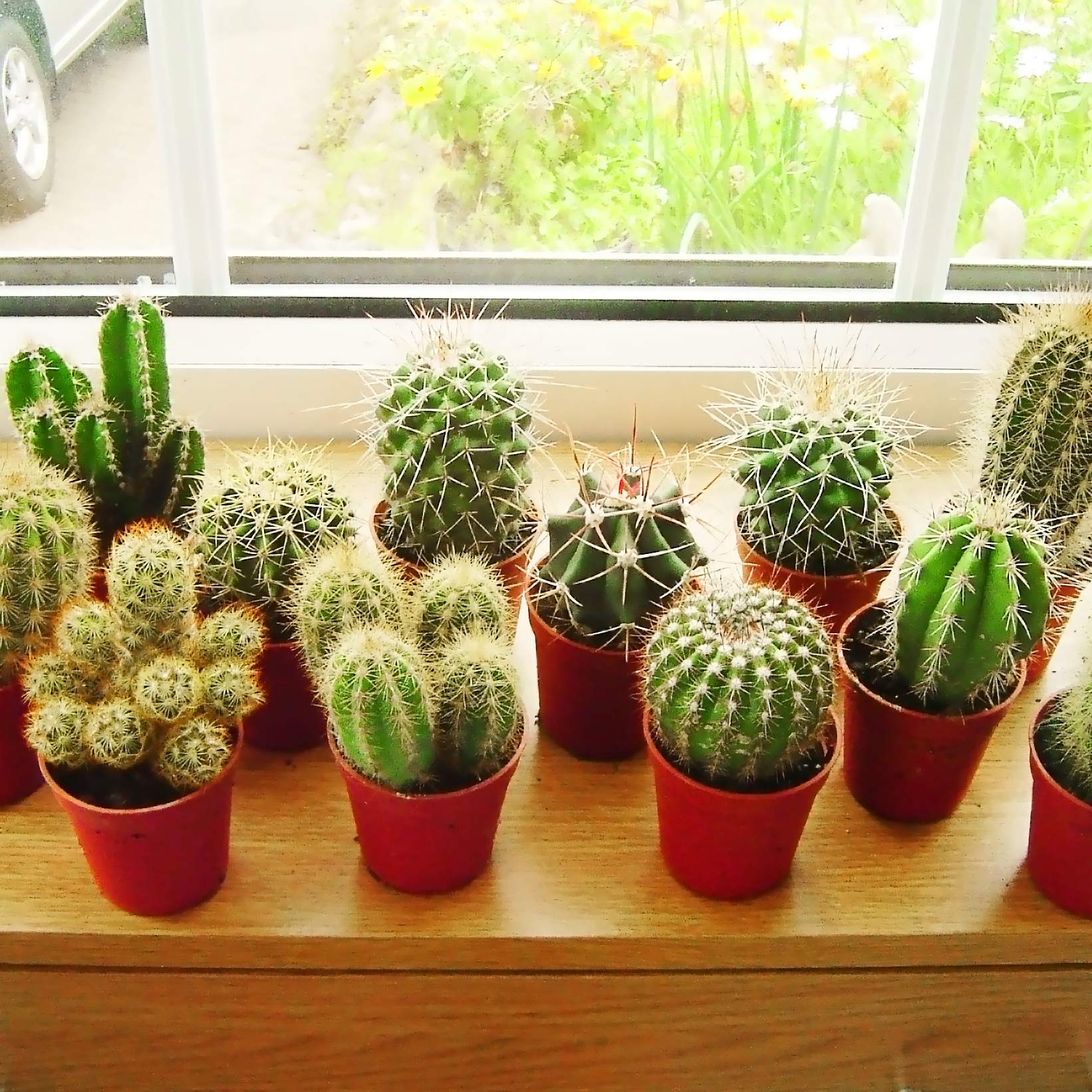Top 10 Cactus Plants fo Adorn Your Space