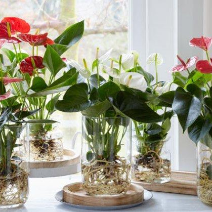 Top 5 plants to grow in water - Nurserylive