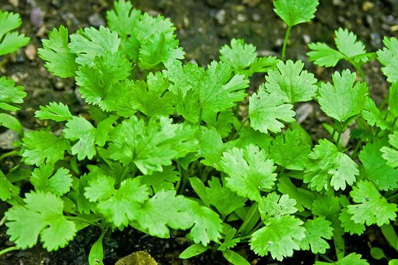 Coriander a must grow for every kitchen garden - Nurserylive
