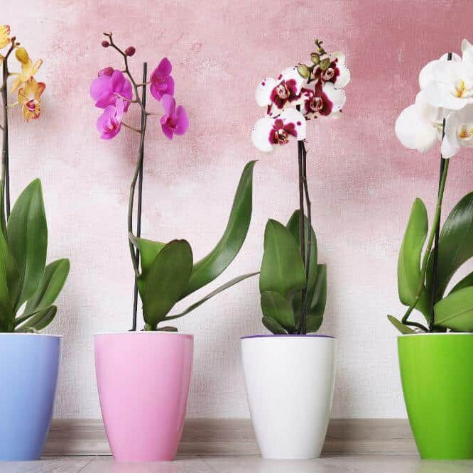 Top 10 Flowering Orchids To Bloom In Your Abode