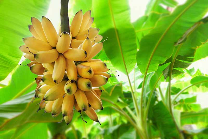 Read Incredible Banana Plant Uses You Probably Didn't Know About