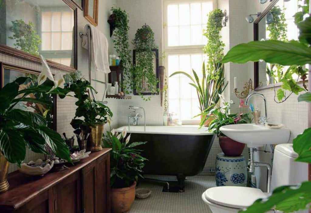 Fresh and Healthy Bathing Spaces: Ten Bathroom Plants That Absorb