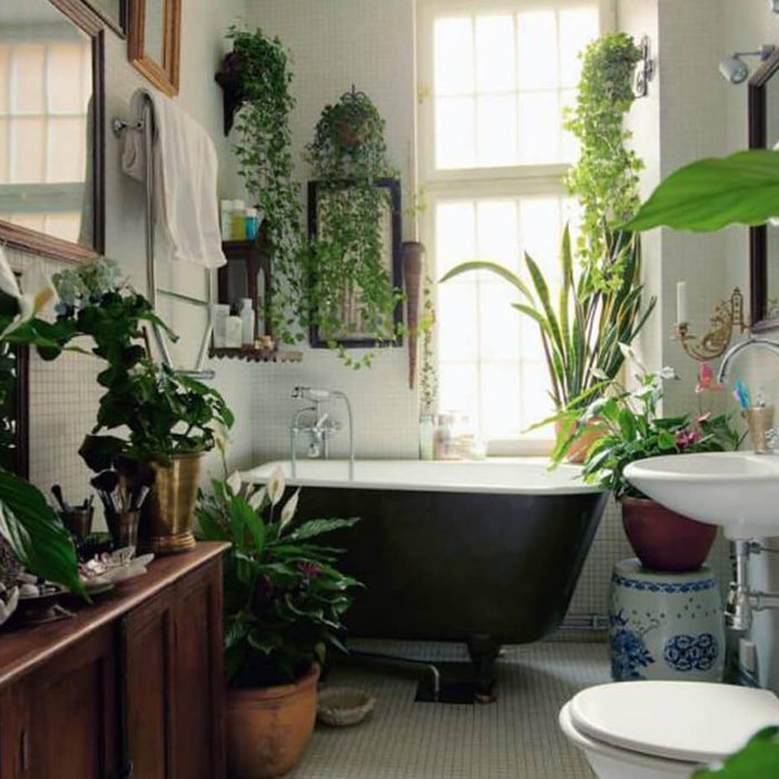 Top 10 Bathroom Plants To Amp Up Your Bathroom Décor