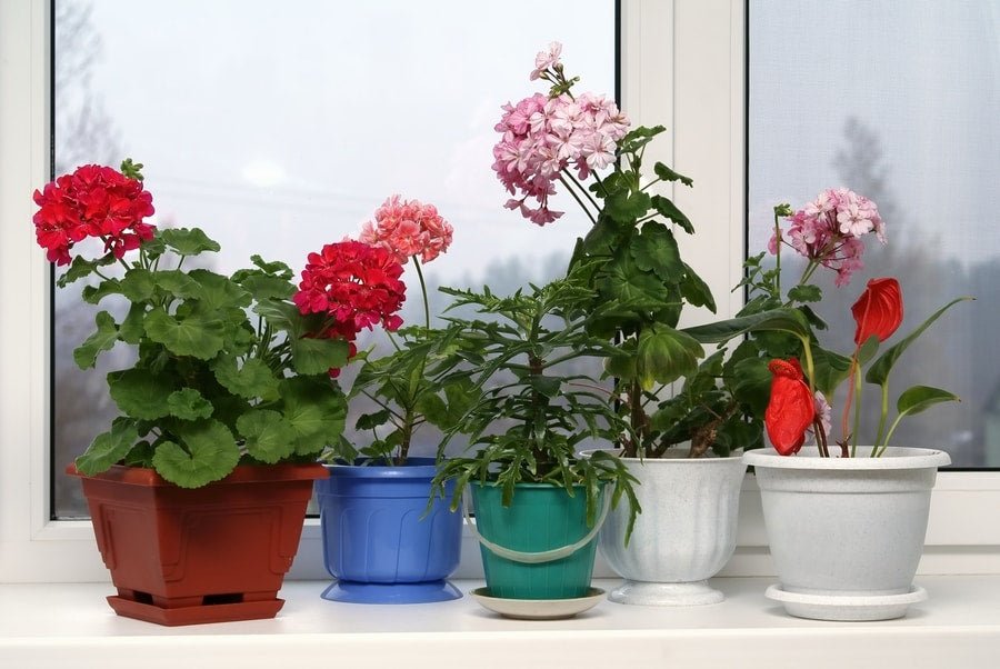 Monsoon- The best time to grow these 5 flowering plants