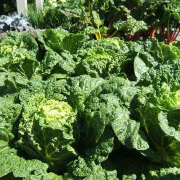 Growing cabbage in home gardens! - Nurserylive