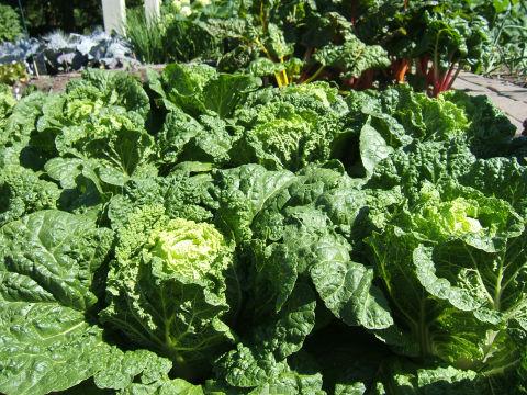 Growing cabbage in home gardens! - Nurserylive