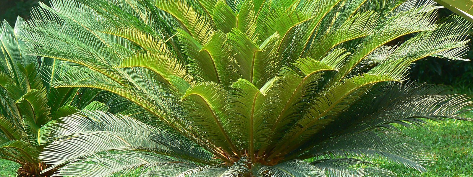 Top 10 Cycads For Your Garden
