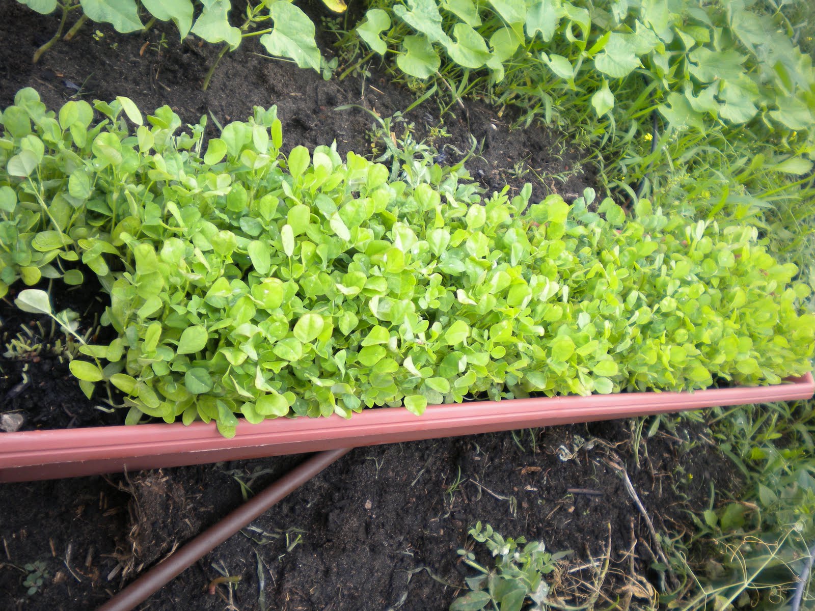 Homegrown Methi- A herb with impressive health benefits!