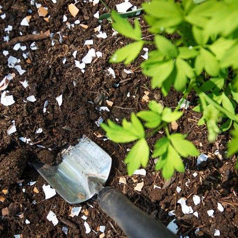 Home Composting- transform soil into a healthier home for plants! - Nurserylive