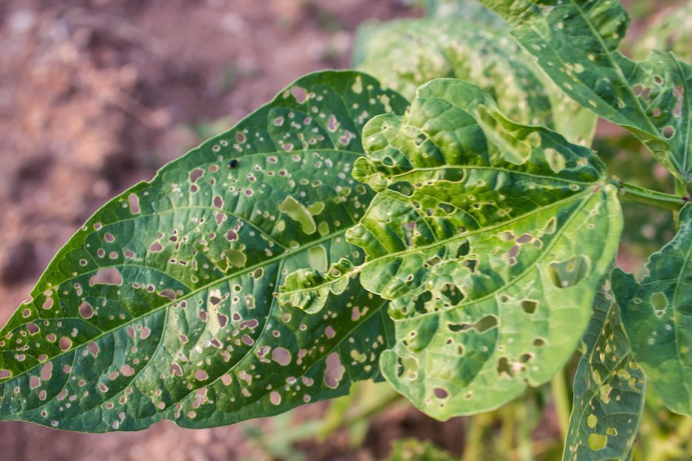 6 Common Plant Diseases that can be damaging your indoor plants |  Nurserylive