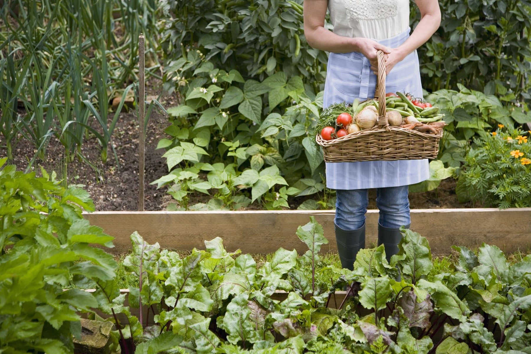 Can you grow vegetables in the shade ? Yes, Here are 32 veggies. - Nurserylive