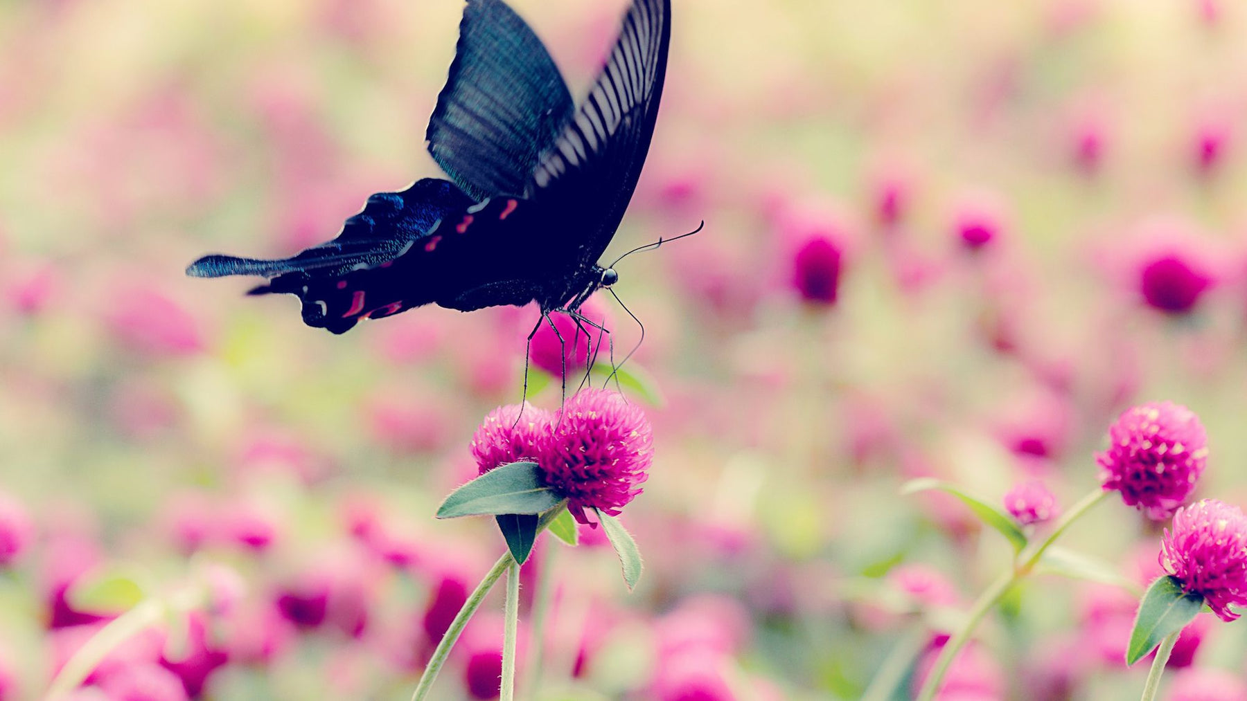 Top 10 Plants Proven to Attract Butterflies