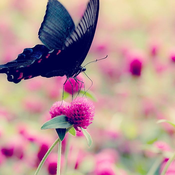 Top 10 Plants Proven to Attract Butterflies