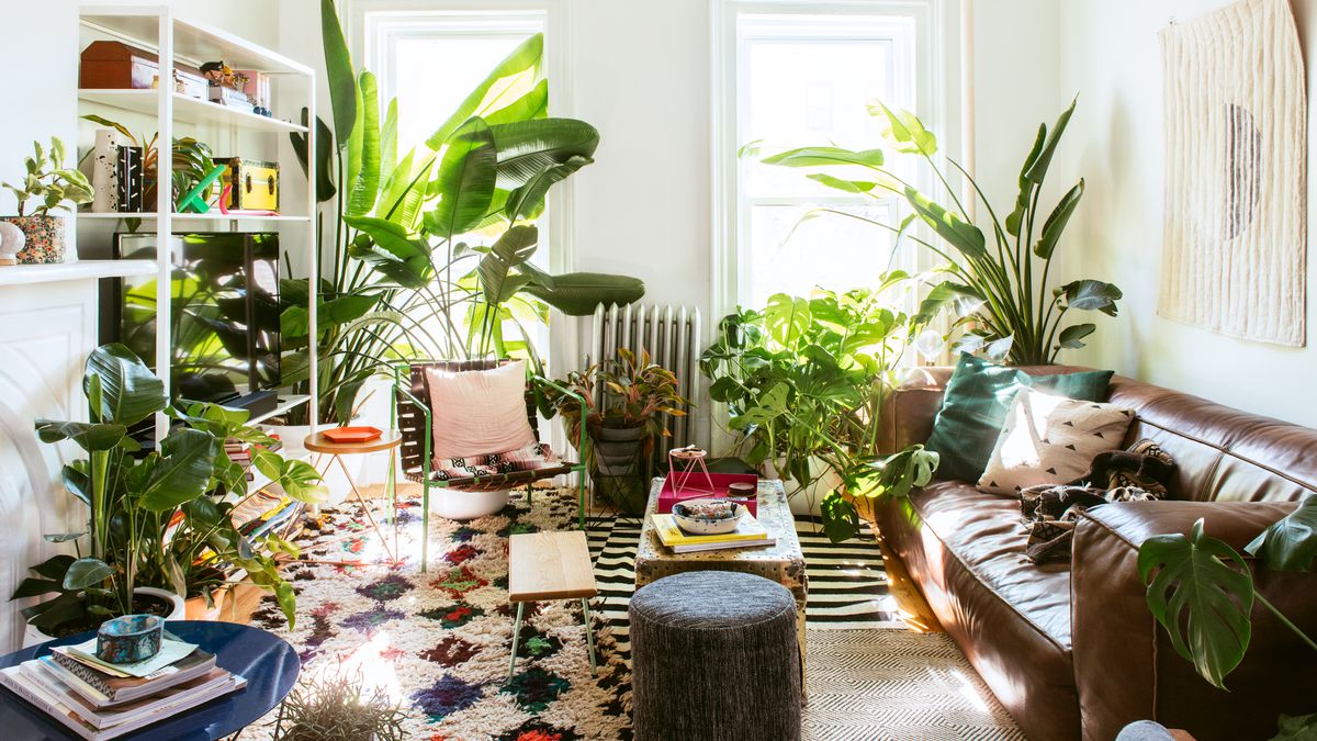 10 Plants For Your Living Room Decor