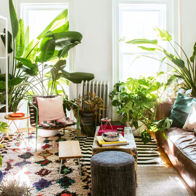 Top 10 Plants for Your Living Room Decor