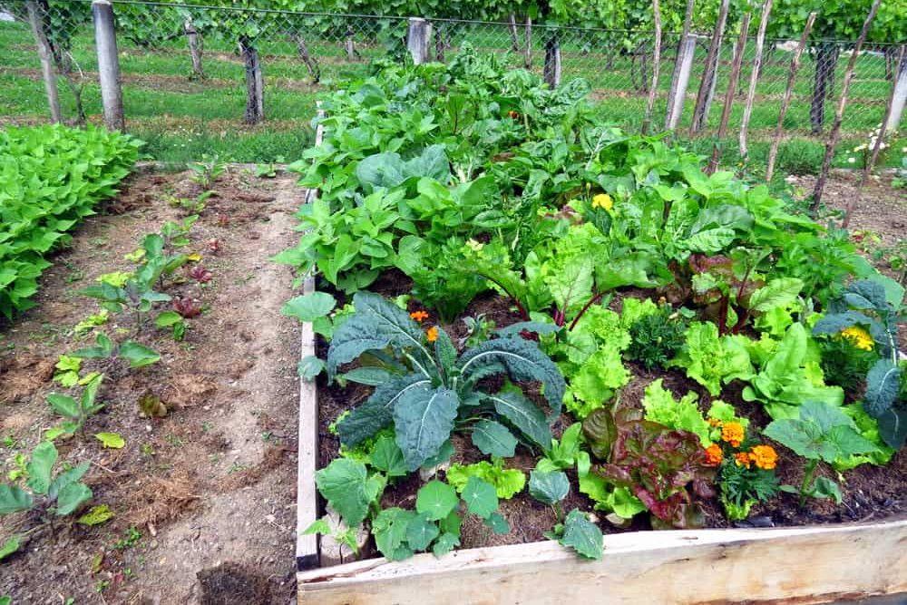 Give your summer kitchen garden a boost - Nurserylive