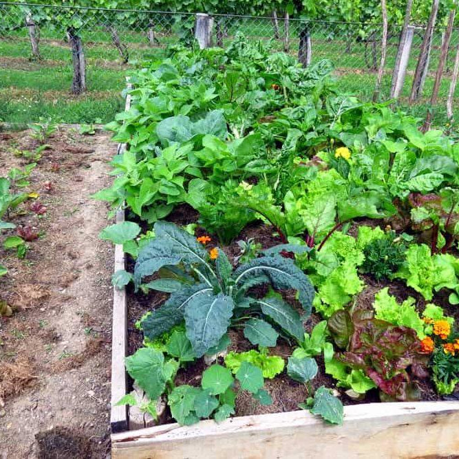 Give your summer kitchen garden a boost - Nurserylive