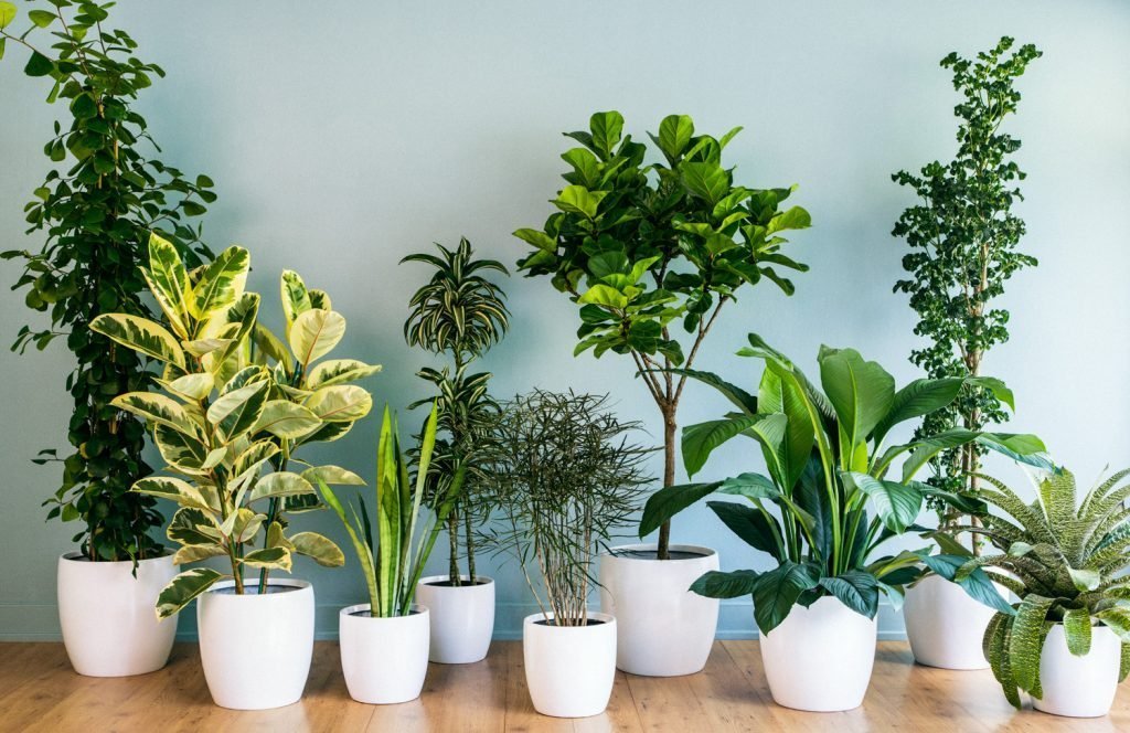 Top 10 House Plants for Oxygen and Healthy Indoor Air | Nurserylive