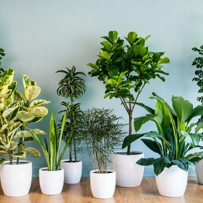 Top 10 House Plants for Oxygen and Healthy Indoor Air