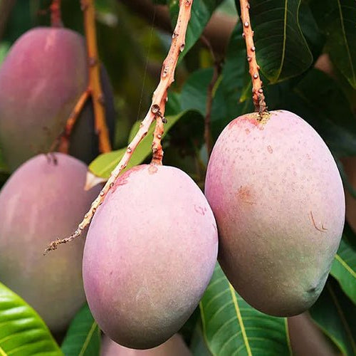 Mango Mania: 40 Mango varieties that define the flavors of India
