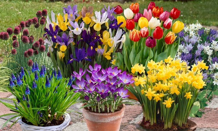 8 Flower Bulbs That You Can Grow In Pots And Containers | Nurserylive