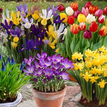 8 Flower Bulbs That You Can Grow In Pots And Containers