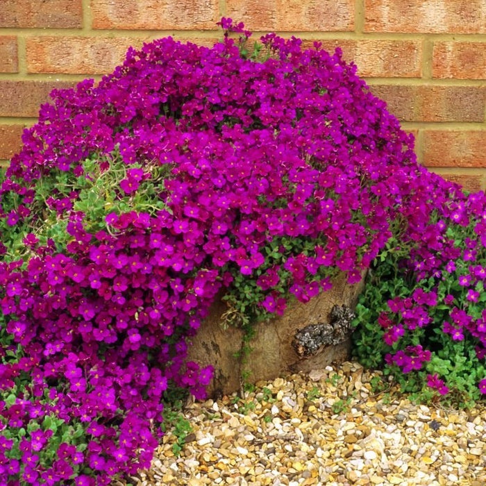 List Of Top 10 Ground Cover Plants To Replace Your Grass Lawn