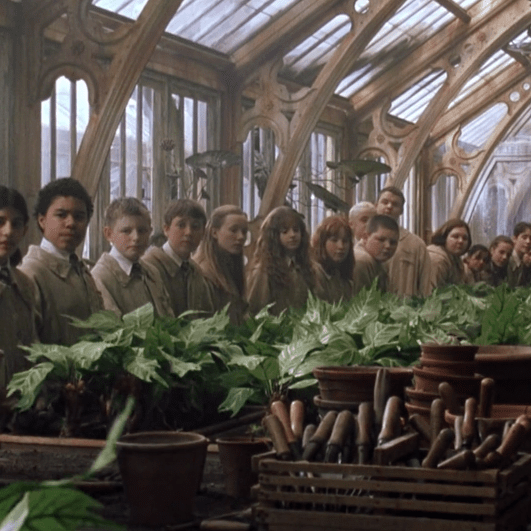 Herbology 101 ‚Äì 5 enchanting plants from the Wizarding World of Harry Potter - Nurserylive