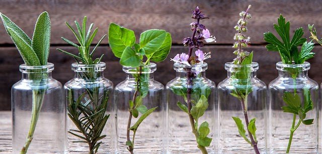 Top 10 Insect Repellent Plants You Must Have at Home