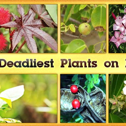 8 Most Poisonous Plants in the World