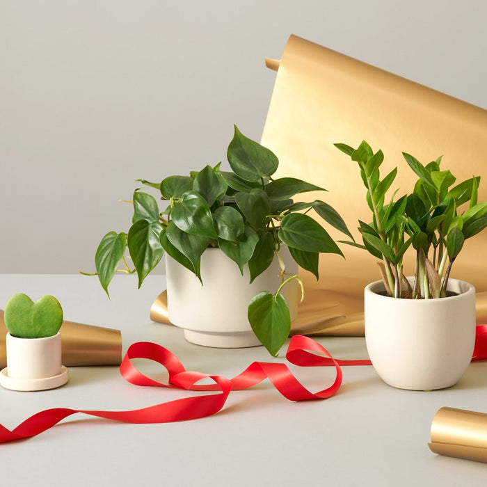 Here Are Best Plant Gifts For Upcoming Festive Season !