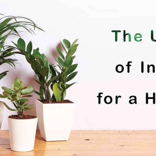 The Ultimate List of Indoor Plants for a Healthier Home