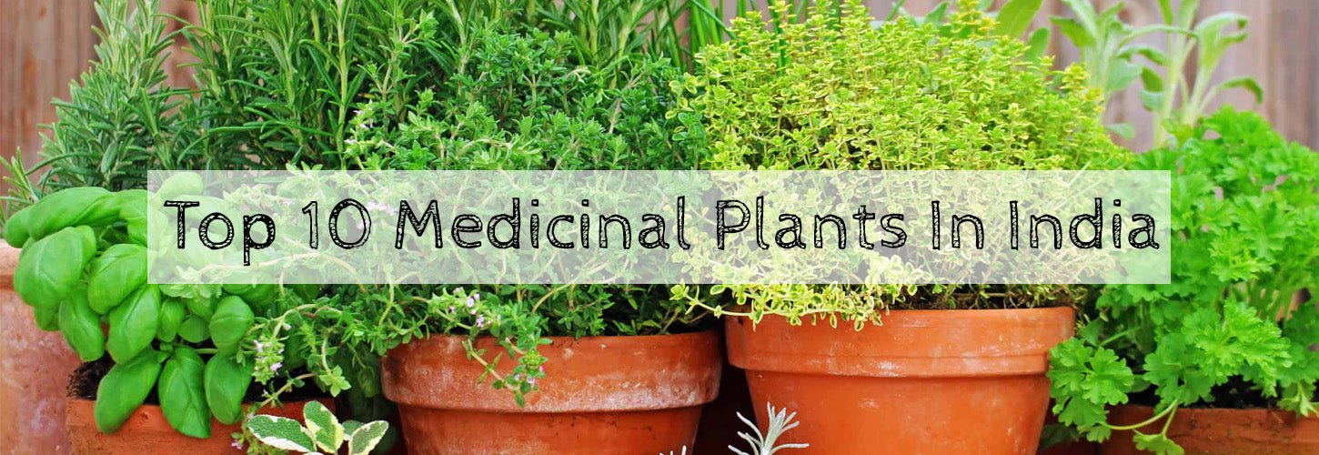 Top 10 medicinal plants in India