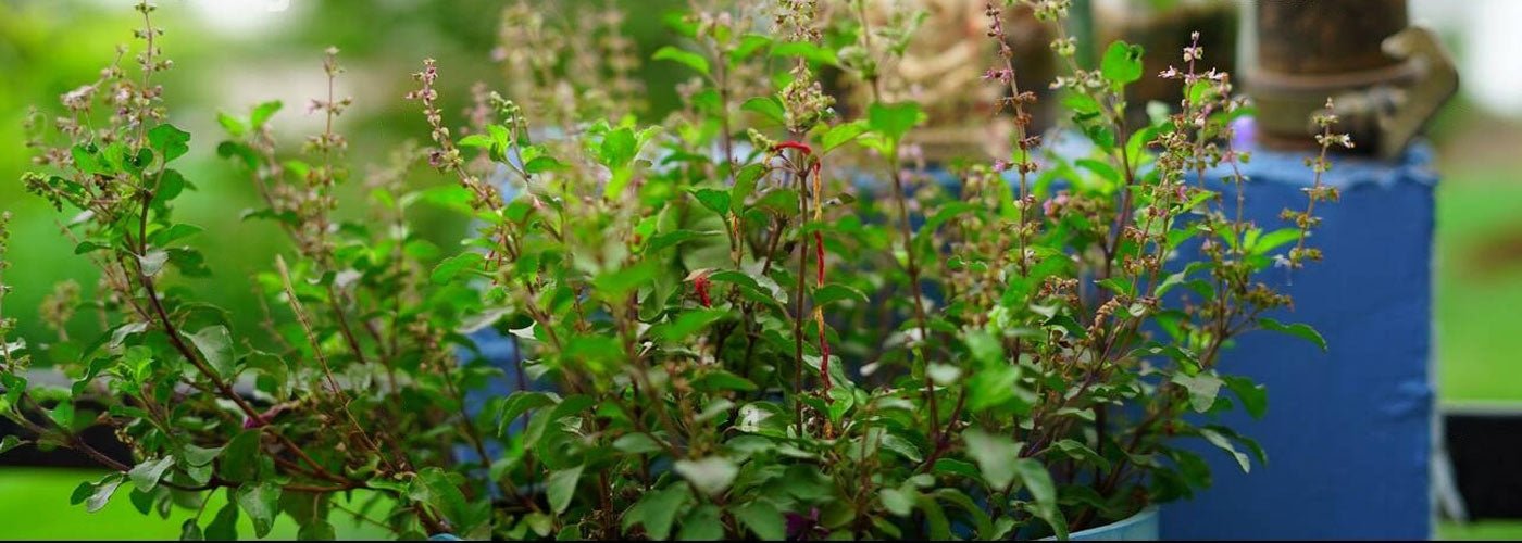 The Mighty Tulsi Plant: Unveiling Its Healing Powers and Growing Tips