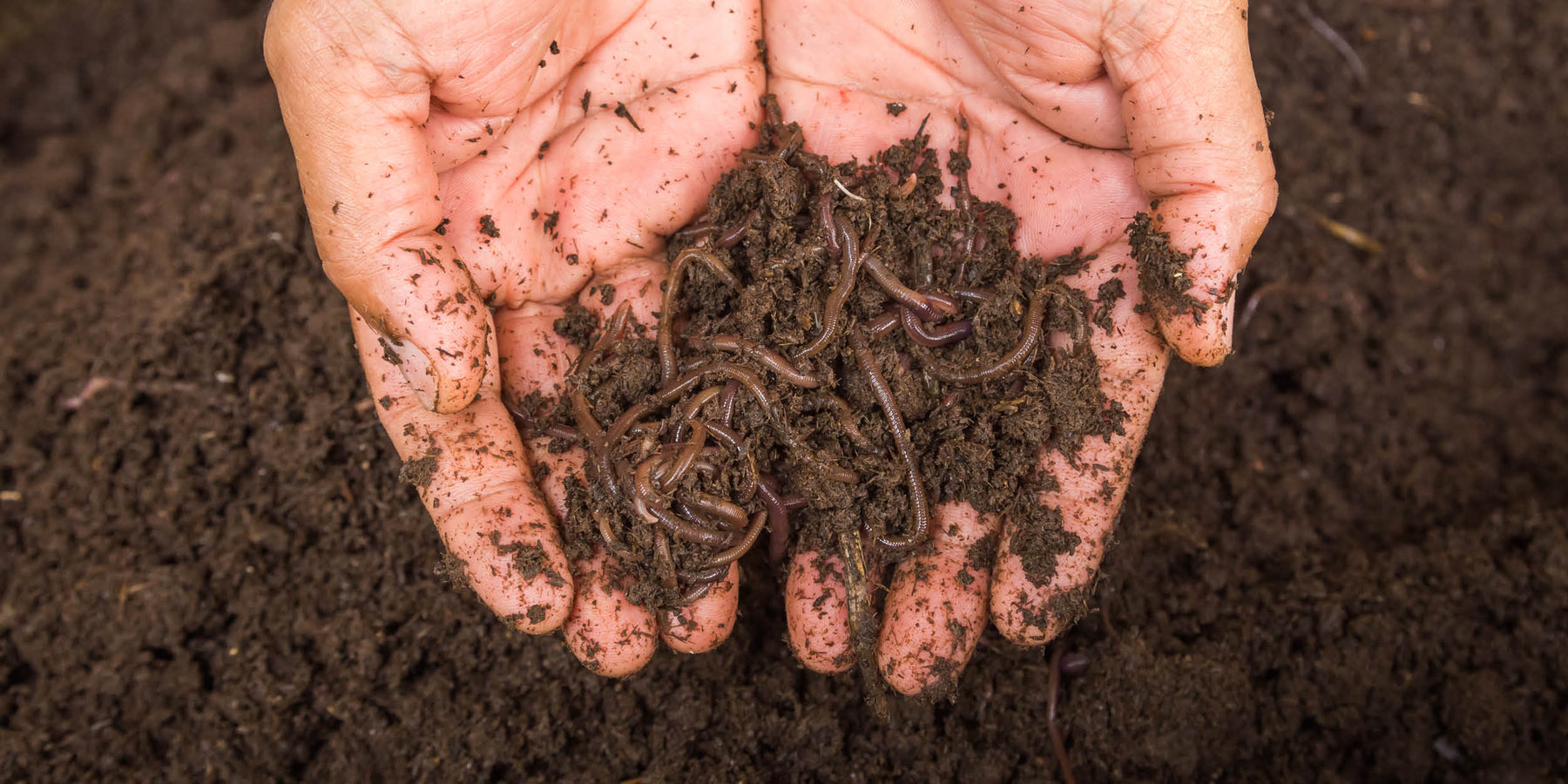 All You Need To Know About Using Vermicompost For Your Plants