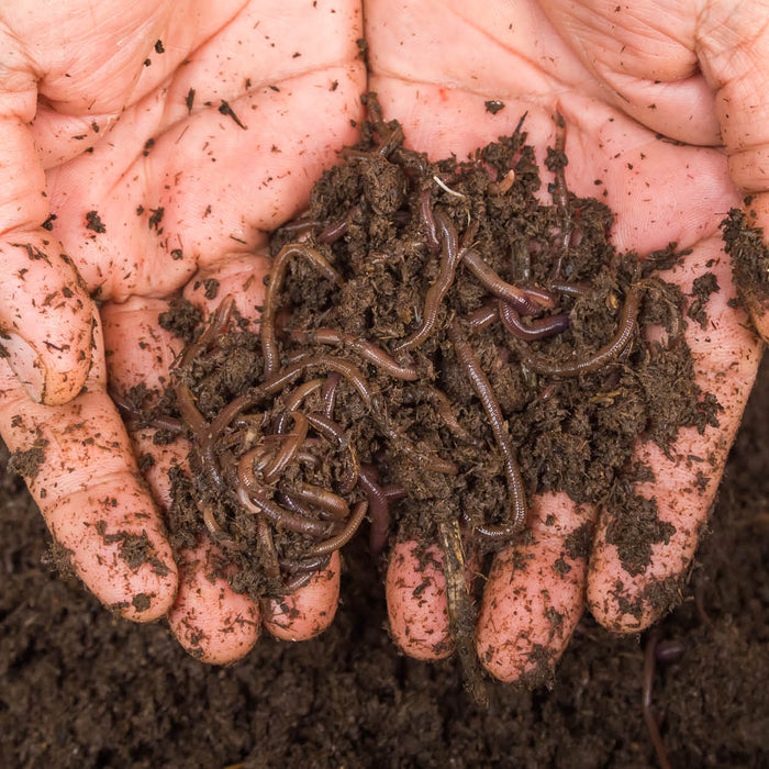 All You Need To Know About Using Vermicompost For Your Plants