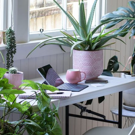 NASA has revealed that these houseplants can remove up to 87 percent of air toxins in 24 hours!