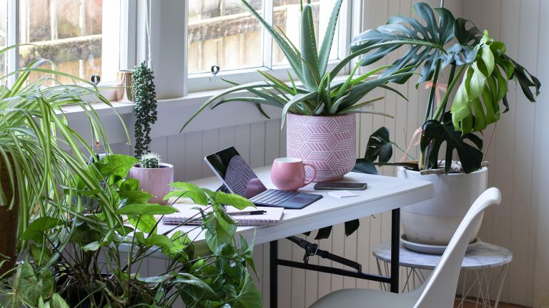 NASA has revealed that these houseplants can remove up to 87 percent of air toxins in 24 hours!