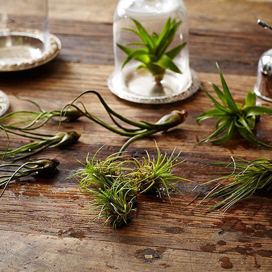 9 Facts About Air Plants Nobody Tells You
