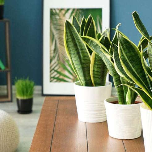 Top 10 Air Purifying Plants To Keep Your Air Clean