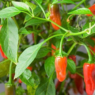 Tips to grow chillies in the container at home