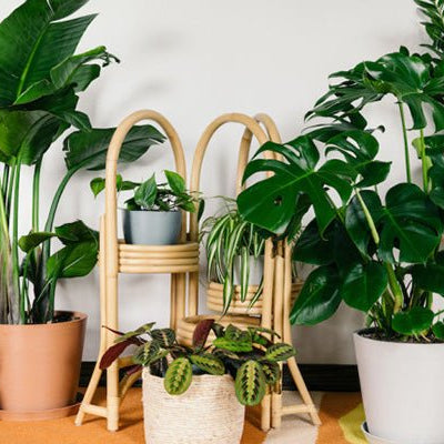 The must follow ‘Plant Care Guide’ for your green buddies