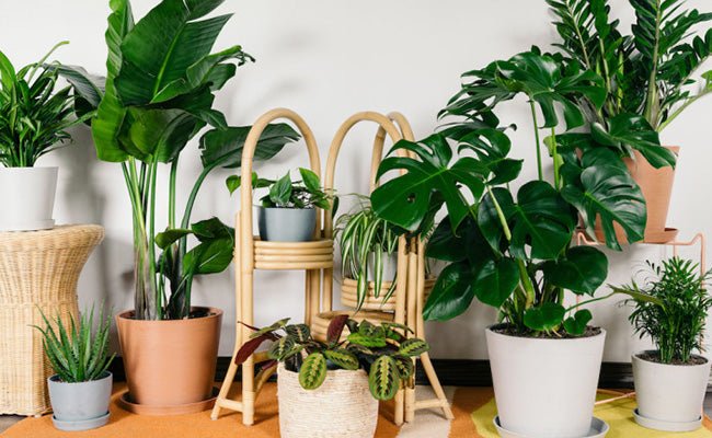 The must follow ‘Plant Care Guide’ for your green buddies