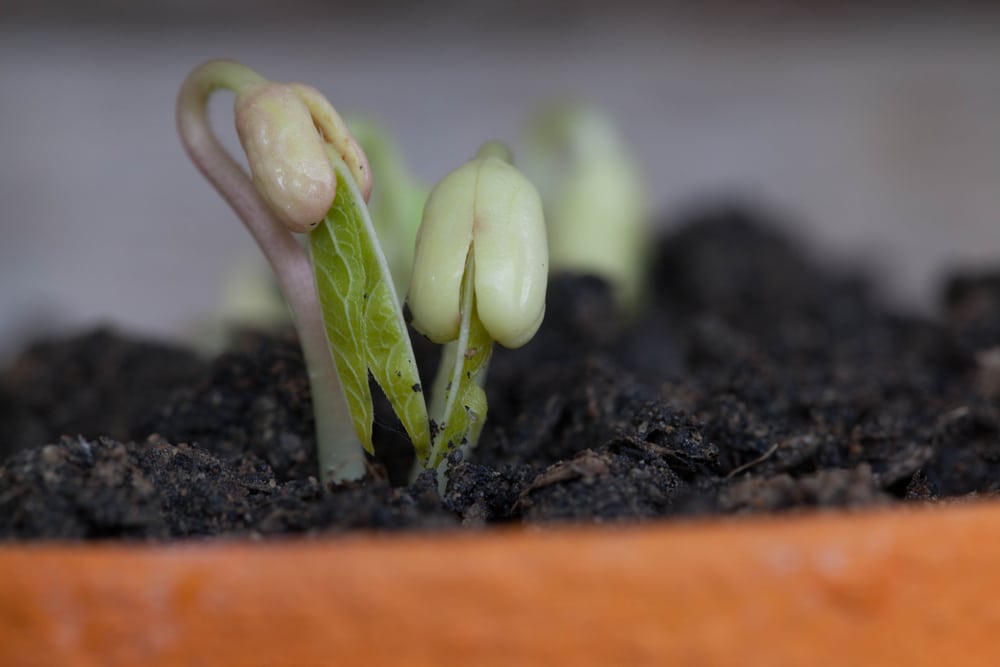 9 Reasons Why Your Seeds Didn't Germinate - And What You Can Do About ...