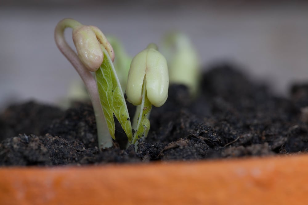 9 Reasons Why Your Seeds Didn't Germinate - and What You Can Do About It