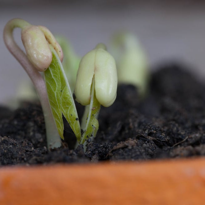 9 Reasons Why Your Seeds Didn't Germinate - and What You Can Do About It